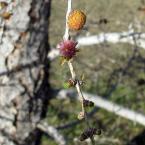 Spring Larches
 /  